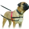 Company Of Animals Halti Harness Large 2 Company Of Animals Halti Harness Large -PawPal Shop 0002444 company of animals halti harness large 600