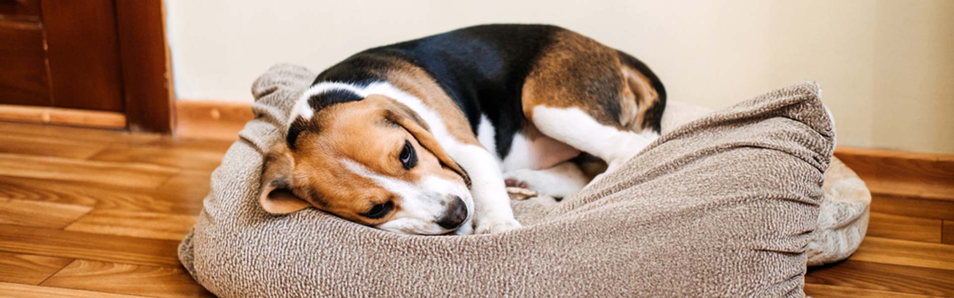 Front Page -PawPal Shop banner398